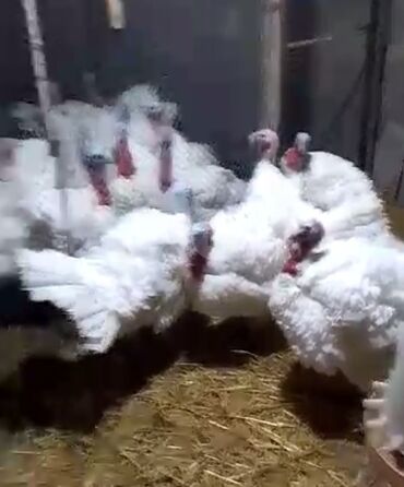 Toyuqlar: Toyuq, Damazlıq, Pulsuz çatdırılma -da lalafo.az — 8 Toyuqlar: Toyuq, Damazlıq, Pulsuz çatdırılma — 8