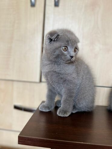 Продаю котят «Британцы » 1.5 месяца Родословная имеется . Приучены к