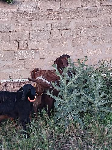 Keçilər, çəpişlər: Super Hələb keçisi ! 2 si birinci qarına doğub 2 sidə 3 qarına doğub — 5