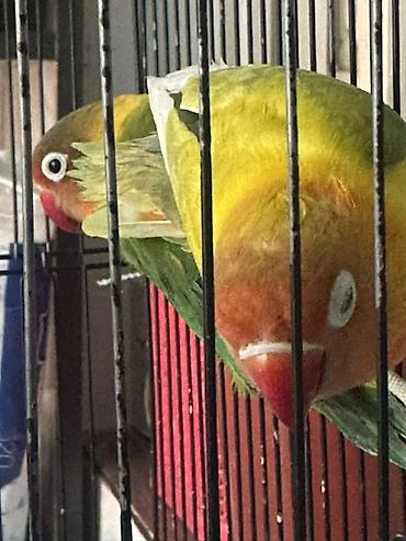 амур рыба: Пара неразлучников (Agapornis) в клетке. - Окрасы: один птиц зеленый — 7