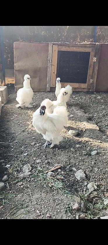 Toyuqlar: Ponpon yumurtası satılır Super çıxış verir 2.50 real alıcıya endirim — 2