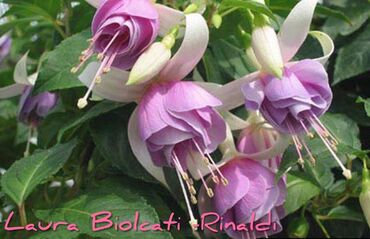 Другие комнатные растения: Продаю Детки!!! (укорененные черенки)сортовых,комнатных фуксий!Цена — 20