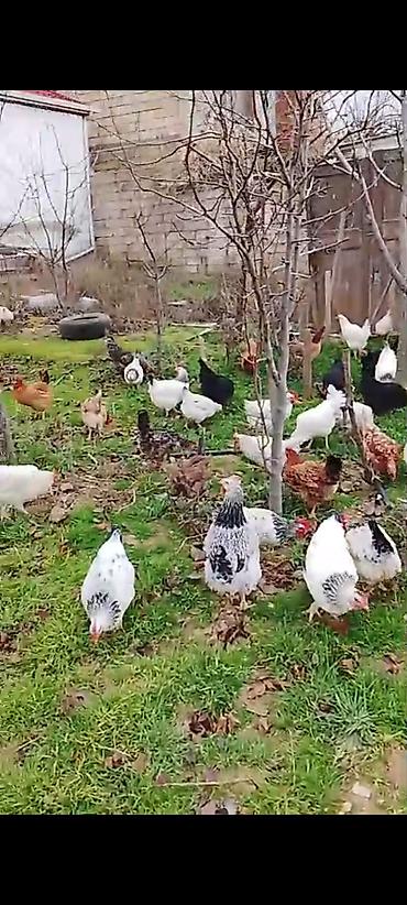 Toyuqlar: ‼️ Təcili Satılır ‼️ Yumurtayan Toyuqlar 1 ilikdi hamısı yumurtayır — 2