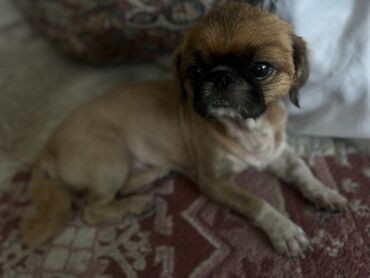 pitbull az: Pekines, 1 il, Erkek, Peyvəndli