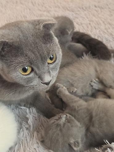 Pişiklər: Şotland — 5