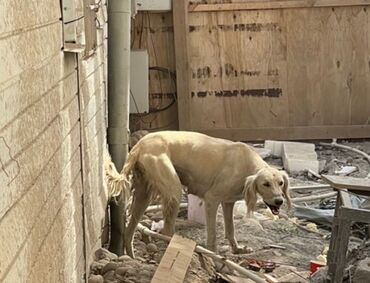 тайган: 🆘 срочно нужна помощь тайгану Она родила под контейнером офиса . Здесь