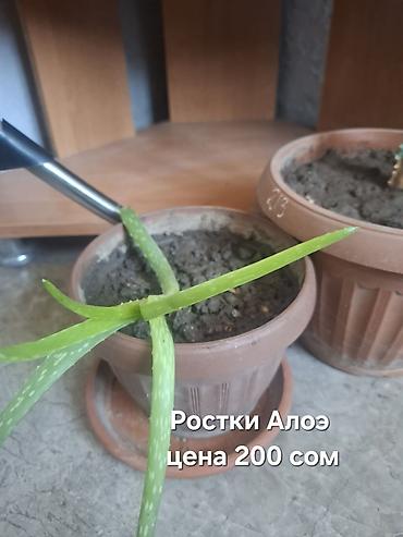 Другие комнатные растения: Продаю Много Комнатных Расстений — 3