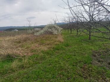 Torpaq sahələrinin satışı: Kənd təsərrüfatı — 23