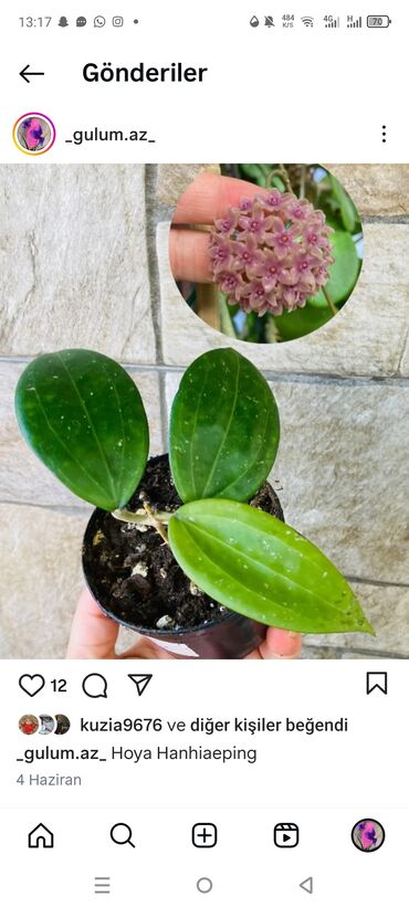 su qab: Hoya Hanhiae ping (Hoya Hanhaieping) – nadir kolleksiya hoyası. -