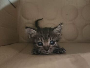 котенок вислоухий: Беспородная, 1 месяц, Девочка, Шоколадный, Метис, Приучена к лотку