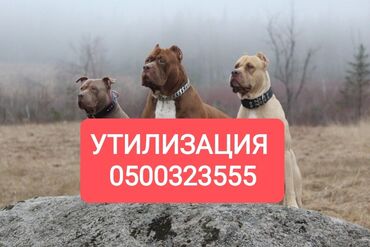 бодоно сатып алам: Куплю | Коровы, быки, Лошади, кони | Любое состояние, Круглосуточно