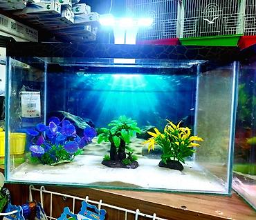 akvarium qızdırıcı: Dördbucaq akvarium, Balıqlarla birlikdə, 18 l, Ünvandan götürmə, Pulsuz çatdırılma, Ödənişli çatdırılma — 2