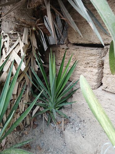 забор из профнастила: Bitki: Yucca (yucca filamentosa tipli dekorativ kserofit) Təsvir: -
