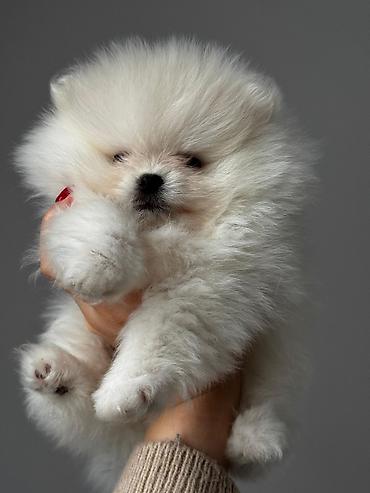 İtlər: Şpitz, 2 ay, Peyvəndli, Ünvandan götürmə, Pulsuz çatdırılma, Ödənişli çatdırılma — 3