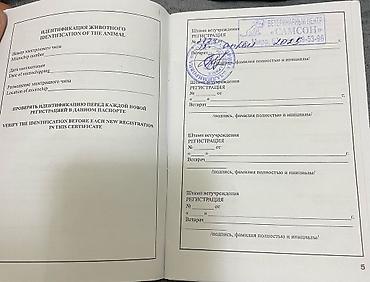 собака золотистый ретривер: Лабрадор-ретривер, 2 года, Самка, С прививкой — 6