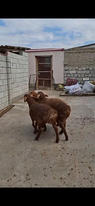 keci pendiri qiyməti: Qoyunlar – 3 baş, ətlik/südlük yerli cins - Rəng: açıq-sarı və tünd — 10