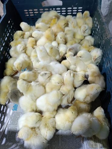 Cücələr: Salam herkese bayraminiz mubarek _xarkov qənbəri_ lider55_ sereblis _ — 29