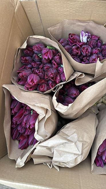 Букеты из живых цветов: Тюльпаны упаковки в крафт-бумаге - Разнообразие окрасов — 3