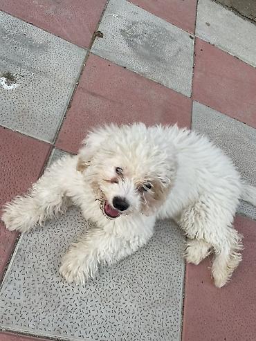 donuz heyvan: Pudel, 5 ay, Dişi, Peyvəndli, Ödənişli çatdırılma, Ünvandan götürmə — 2