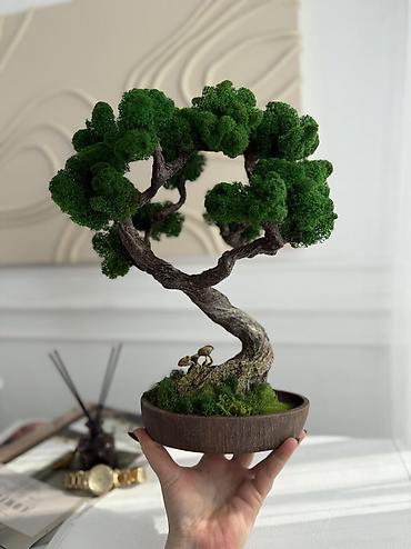 Декоративные цветы: Деревья-бонсай из натурального стабилизированного мха🌳 -это — 96
