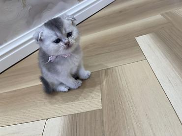 ragdoll pisik: Britan, Dişi — 2