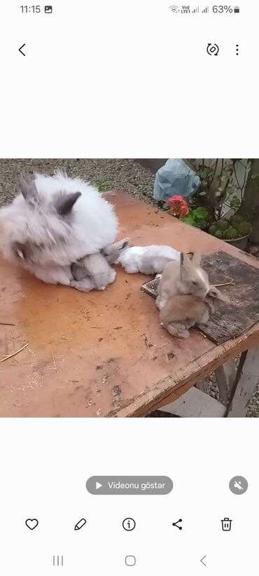 Dovşanlar: Angora tipli tüklü dovşanlar bala 8 manat - Növ: Uzun tüklü (Angora — 7