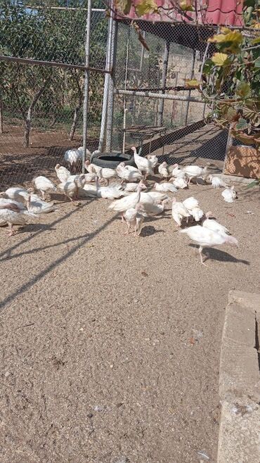 ağ ördək: Starvolp sort Ağ rəngli hind toyuqları 2 aylıqdı. Böyüyəndə 12-15 kg