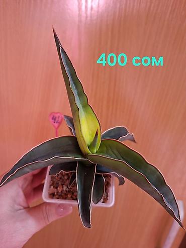 Драцены и Сансевиерии: Суккуленты Sansevieria (сансевиерия) в горшках 6–7 см. Компактные — 7