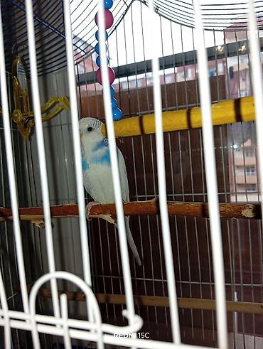 qəfes: Dalğalı tutuquşu və aksesuarları dəsti 1).​Tam əhli erkək tutiquşu — 6