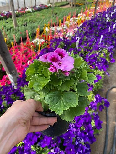 bənovşəyi gullər: Məhsul: Saksıda petuniya (Petunia) dekorativ çiçəklər Təsvir: - Rəng — 7