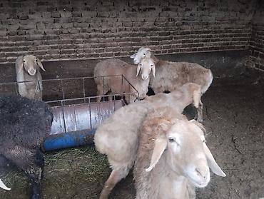 Баран, овца: Продаю | Баран (самец) | Для разведения | Осеменитель — 7