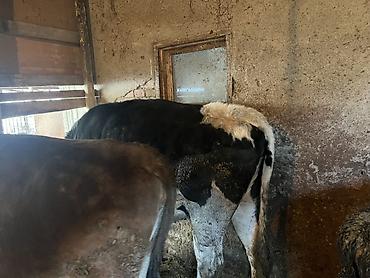 Коровы, быки: Продаю | Корова (самка) | Голштин, Аулиекольская | На забой, Для разведения | Племенные, Нетель — 4