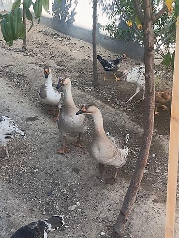 dəvəquşu əti qiyməti: Satılır: Qazlar 3 dişi ünvan Buzovna qiymət birinə aiddir 3 un — 4
