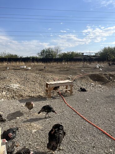 Həyət evləri və villaların satışı: 2 otaqlı, 47 kv. m, Kredit yoxdur, Orta təmir — 14