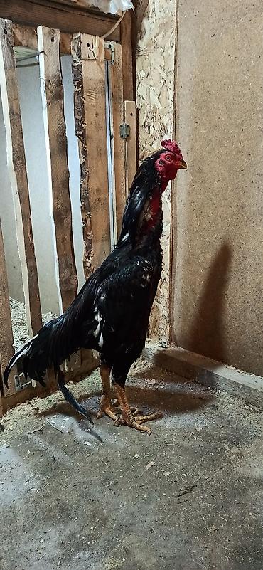 Куры, петухи: Продаю | Петух | Бойцовая | Для разведения — 7
