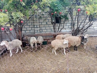 Qoyunlar, qoçlar: Qoyun sürüsü – müxtəlif rəng və yaşlarda - Şəkillərdə təsvir olunan -da lalafo.az — 11 Qoyunlar, qoçlar: Qoyun sürüsü – müxtəlif rəng və yaşlarda - Şəkillərdə təsvir olunan — 11