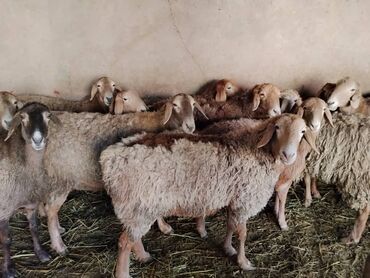 Бараны, овцы: Продаю | Овца (самка) | Арашан | Для разведения | Котные, Матка, Племенные — 5