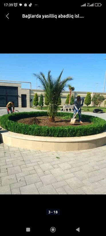 Landşaft işləri: Qazon catrlma qurasdrma agaclarin budanmasi dermanlanmasi ummu — 13