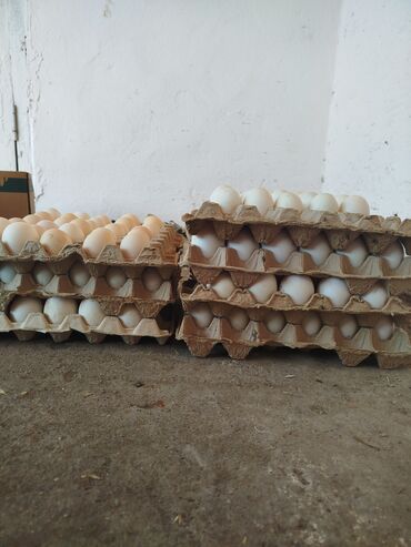 продажа кормов для сельскохозяйственных животных: Ордоктун жумурткалары сатылат 25сомдон для инкубации Жана шипундун