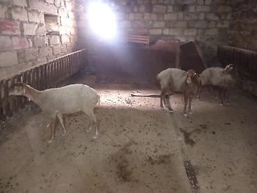 ari ailəsi satilir: Dişi, il: 2, 150 kq, Damazlıq, Ödənişli çatdırılma — 2