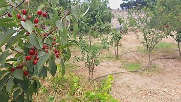 Torpaq sahələrinin satışı: 10 sot, Tikinti, Barter mümkündür, Kupça (Çıxarış) — 1