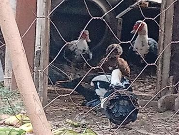 животные птицы: Эне өрдөктөр сатылат жатаң макиш балапан ачандарыда бар чалгыла — 1