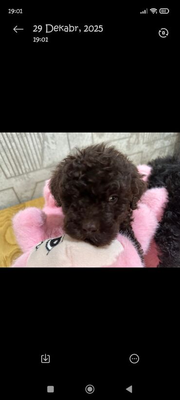 İtlər: Pudel, 2 ay, Erkek — 2