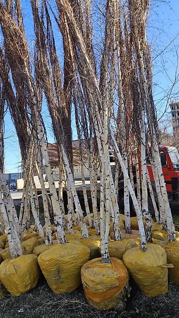 Берёза: Саженцы — 8