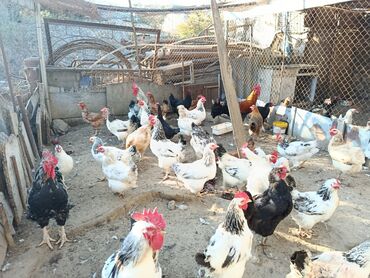 купить аквариум в баку: Toyuq, Damazlıq