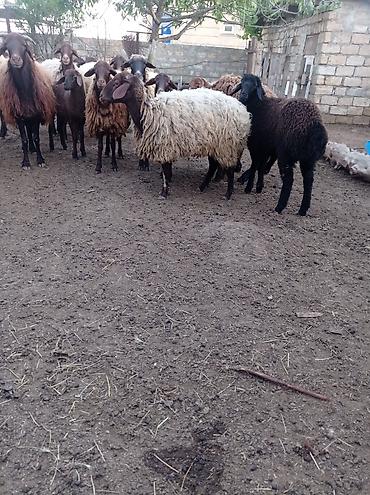 qala cinsi qoyun satilir: Qoyun sürüsü 29 baş – ət və yun istehsalı üçün - Növ: Yerli — 4
