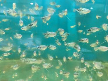 Balıqlar: Quppi, Sülhsevər, Ünvandan götürmə, Ödənişli çatdırılma — 3