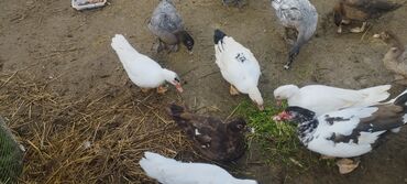 Ördəklər: Həm kəsilməli həm də damazlıq original təmiz cins lal ördəklər ( — 18