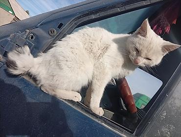 Кошки: Кошка даром: Курильский бобтейл, Мальчик — 2