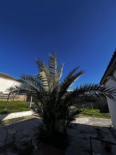 banan agaci: Xurma (xurma xurması) palmı – həyət və bağ sahələri üçün dekorativ iri — 2
